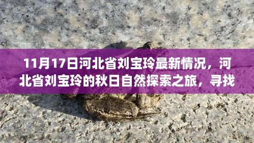 河北省劉寶玲秋日自然探索之旅，尋找內(nèi)心的寧靜與喜悅最新進(jìn)展（11月17日）