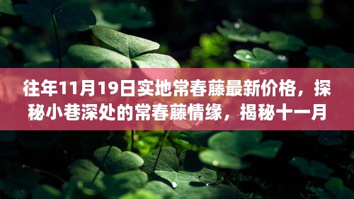 探秘常春藤情緣，十一月十九日實(shí)地最新價(jià)格揭秘