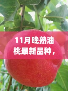 11月晚熟油桃新品種亮相，甘甜獨特品嘗正當(dāng)季