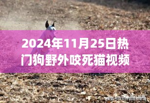 熱門狗野外咬死貓事件深度解析，特性、體驗(yàn)、競品對比及用戶洞察分析