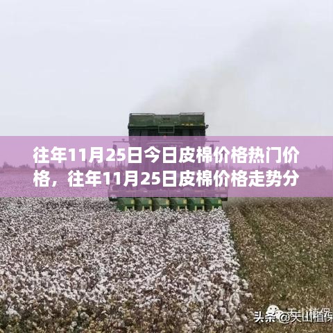 往年11月25日皮棉價格深度解析，走勢分析、觀點闡述與熱門價格解讀