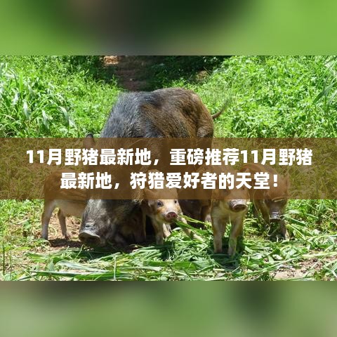 11月野豬最新狩獵地推薦，狩獵愛好者的天堂！