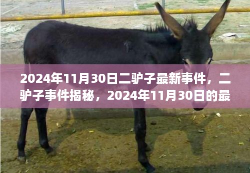 二驢子事件揭秘，最新篇章揭曉于2024年11月30日