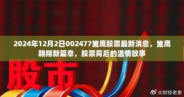 雛鷹翱翔新篇章，揭秘股票背后的溫情故事與最新動態(tài)