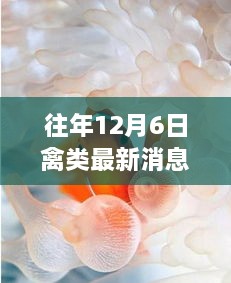 獨(dú)家揭秘，12月6日禽類珍味館最新資訊與探秘之旅