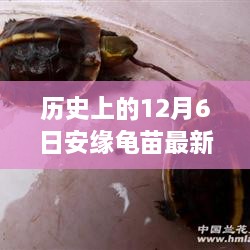 探尋自然美景的心靈之旅，歷史上的安緣龜苗最新報(bào)價(jià)揭曉在12月6日