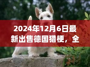 最新德國獵梗犬全面評測與出售信息，特性、競品對比及目標(biāo)用戶分析（2024年最新版）