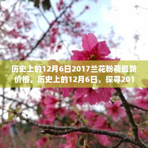 歷史上的12月6日，探尋2017蘭花粉荷最新價格與市場影響