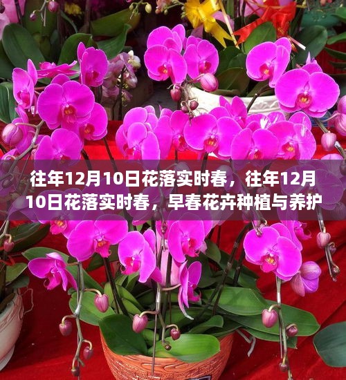 早春花卉種植與養(yǎng)護(hù)全攻略，12月10日花落實(shí)時(shí)春的種植與養(yǎng)護(hù)指南