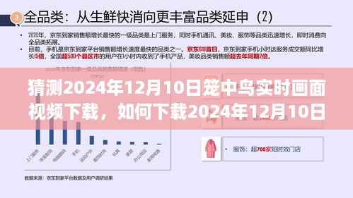 詳細步驟指南，如何下載2024年籠中鳥實時畫面視頻下載指南及步驟解析