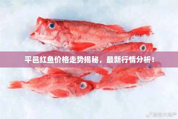 平邑紅魚(yú)價(jià)格走勢(shì)揭秘，最新行情分析！