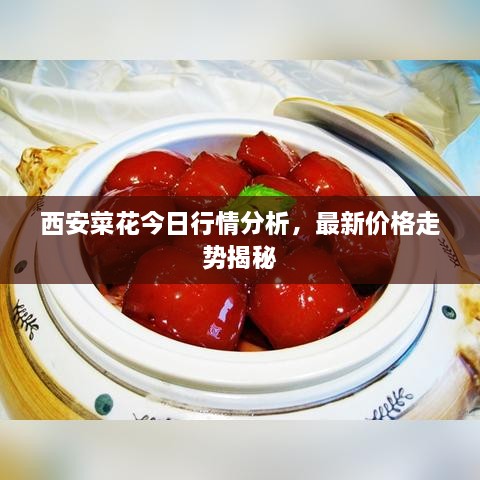 西安菜花今日行情分析，最新價(jià)格走勢(shì)揭秘