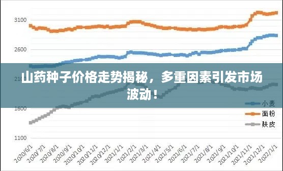 山藥種子價格走勢揭秘，多重因素引發(fā)市場波動！