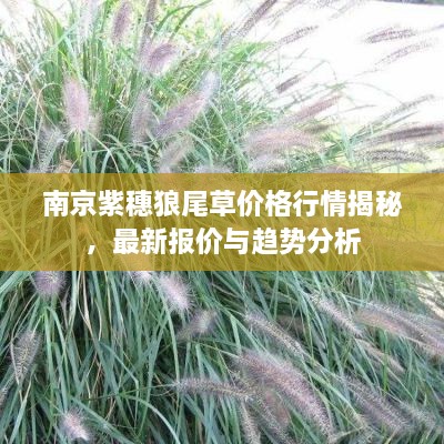 南京紫穗狼尾草價(jià)格行情揭秘，最新報(bào)價(jià)與趨勢分析