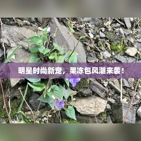 明星時(shí)尚新寵，果凍包風(fēng)潮來襲！