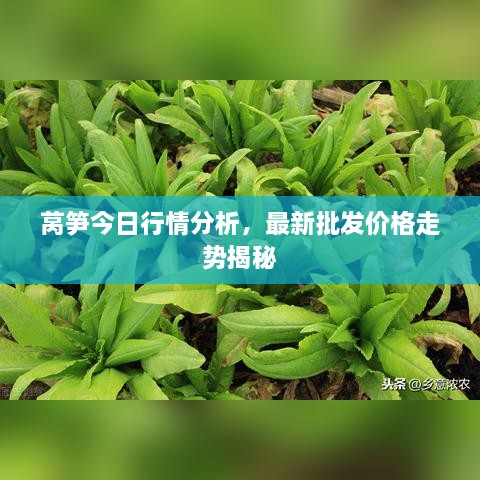 萵筍今日行情分析，最新批發(fā)價格走勢揭秘