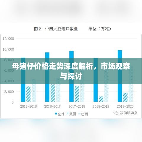 母豬仔價格走勢深度解析，市場觀察與探討