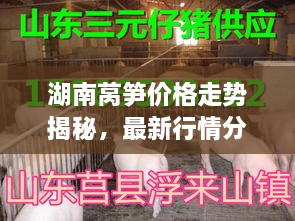 湖南萵筍價格走勢揭秘，最新行情分析與市場動態(tài)