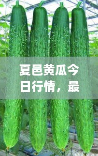 夏邑黃瓜今日行情，最新價(jià)格一網(wǎng)打盡