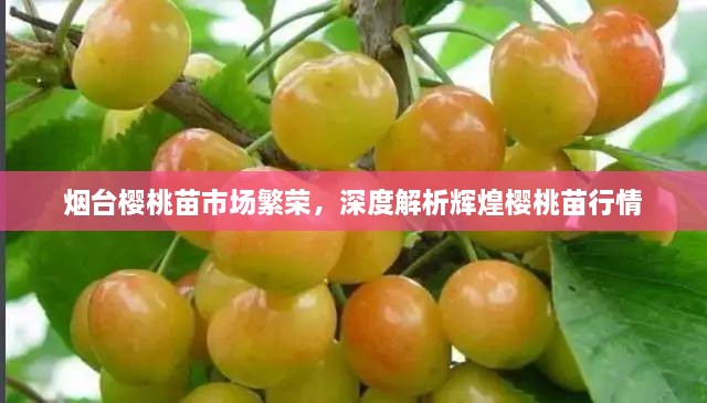 煙臺(tái)櫻桃苗市場(chǎng)繁榮，深度解析輝煌櫻桃苗行情