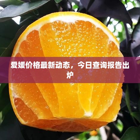 愛媛價格最新動態(tài)，今日查詢報告出爐