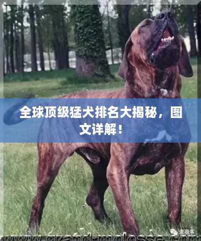 全球頂級猛犬排名大揭秘，圖文詳解！