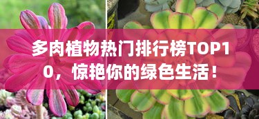 多肉植物熱門(mén)排行榜TOP10，驚艷你的綠色生活！