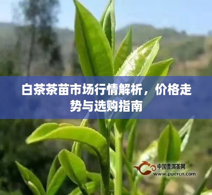 白茶茶苗市場行情解析，價(jià)格走勢與選購指南