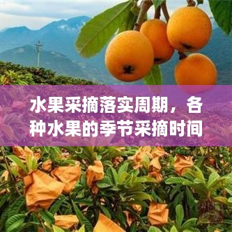 水果采摘落實周期，各種水果的季節(jié)采摘時間書 