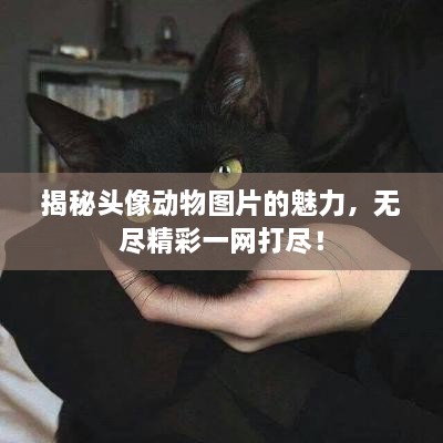 揭秘頭像動物圖片的魅力，無盡精彩一網(wǎng)打盡！