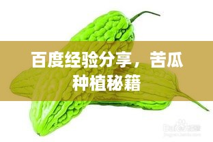 百度經(jīng)驗分享，苦瓜種植秘籍