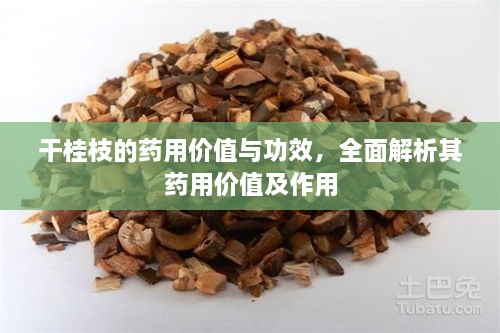 干桂枝的藥用價(jià)值與功效，全面解析其藥用價(jià)值及作用