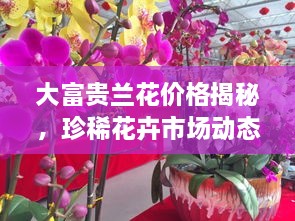 大富貴蘭花價(jià)格揭秘，珍稀花卉市場(chǎng)動(dòng)態(tài)與價(jià)值探究