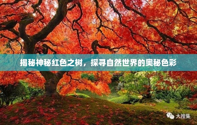 揭秘神秘紅色之樹，探尋自然世界的奧秘色彩