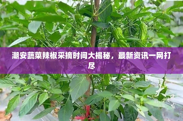 潮安蔬菜辣椒采摘時間大揭秘，最新資訊一網打盡