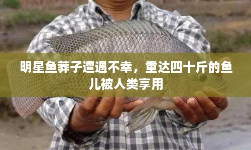 明星魚莽子遭遇不幸，重達四十斤的魚兒被人類享用