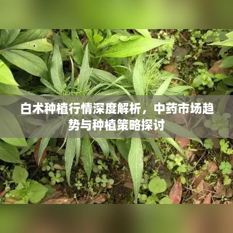 白術(shù)種植行情深度解析，中藥市場(chǎng)趨勢(shì)與種植策略探討