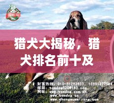 獵犬大揭秘，獵犬排名前十及詳細圖片介紹