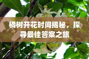 橘樹開花時間揭秘，探尋最佳答案之旅