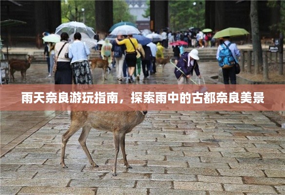 雨天奈良游玩指南，探索雨中的古都奈良美景