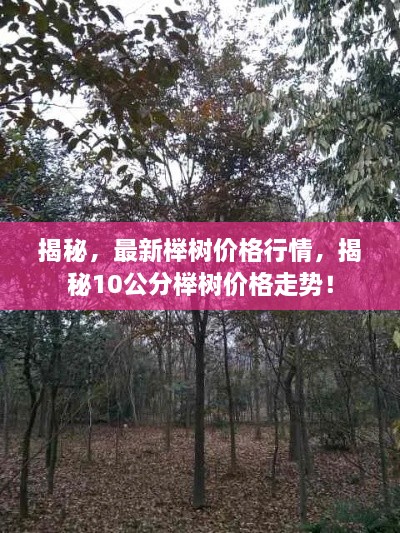 揭秘，最新櫸樹價格行情，揭秘10公分櫸樹價格走勢！