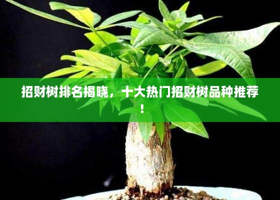 招財(cái)樹排名揭曉，十大熱門招財(cái)樹品種推薦！