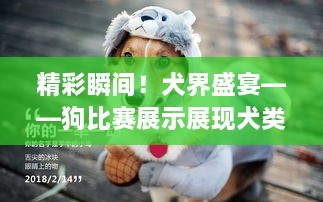 精彩瞬間！犬界盛宴——狗比賽展示展現(xiàn)犬類魅力