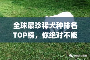 全球最珍稀犬種排名TOP榜，你絕對不能錯過！
