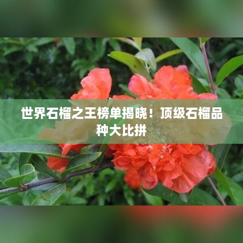 世界石榴之王榜單揭曉！頂級石榴品種大比拼